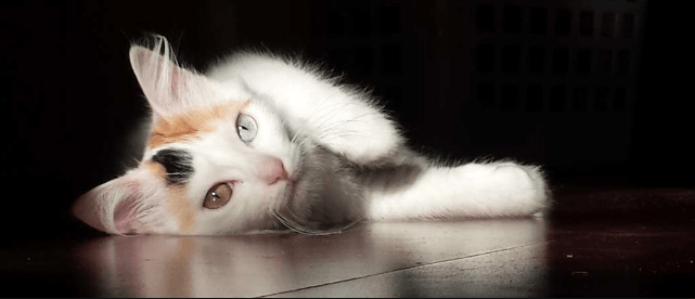 Everything You Need to Know About Turkish Van Cats