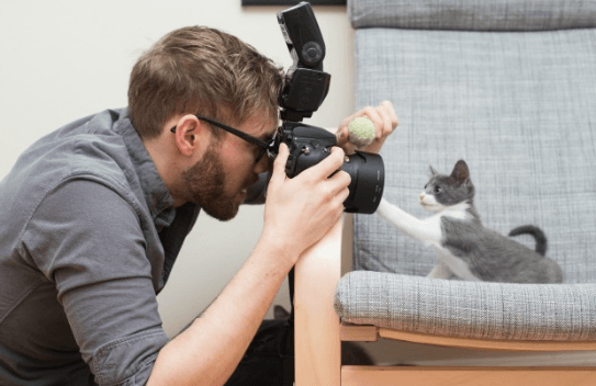 Careers for Cat Lovers