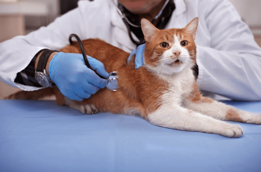 All About Cat Viral Rhinotracheitis