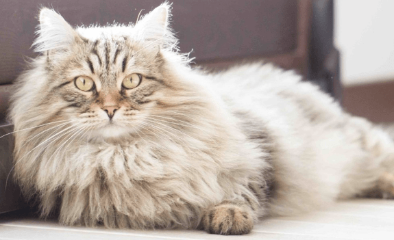 A Guide to Domestic Long-Haired Hybrid Cats