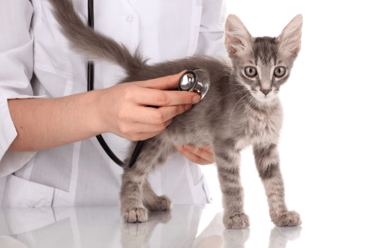 Cat Infectious Peritonitis: What You Need to Know