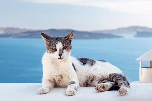 Your Guide to the Aegean Hybrid Cat
