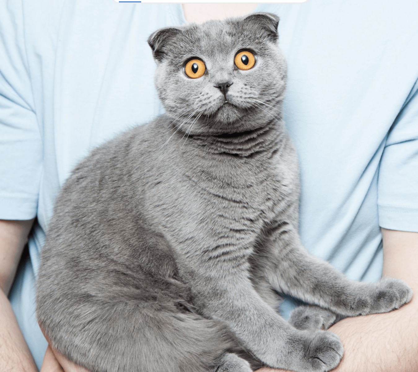 Can Cat Litter Cause Diarrhea in Your Kitty?