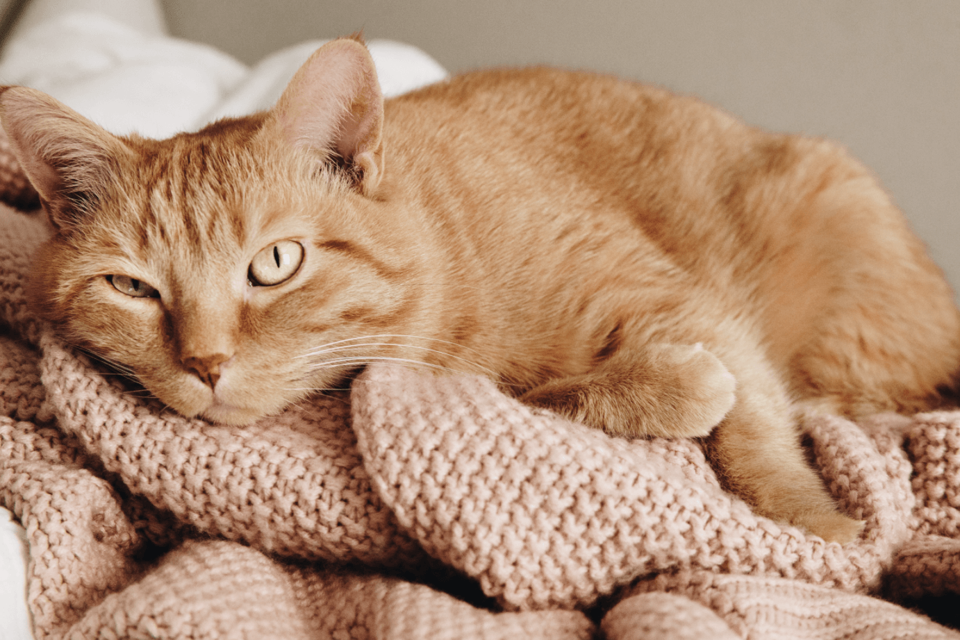 Is Your Kitty Allergic to Cat Litter?