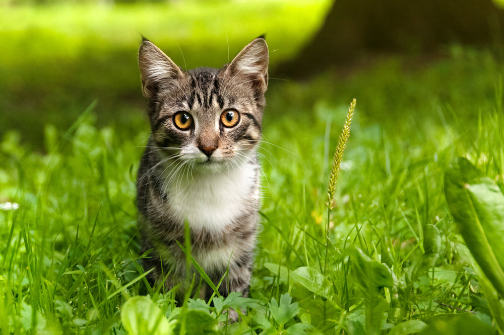 Signs Your Cat May Have Worms: Types, Prevention & Treatment