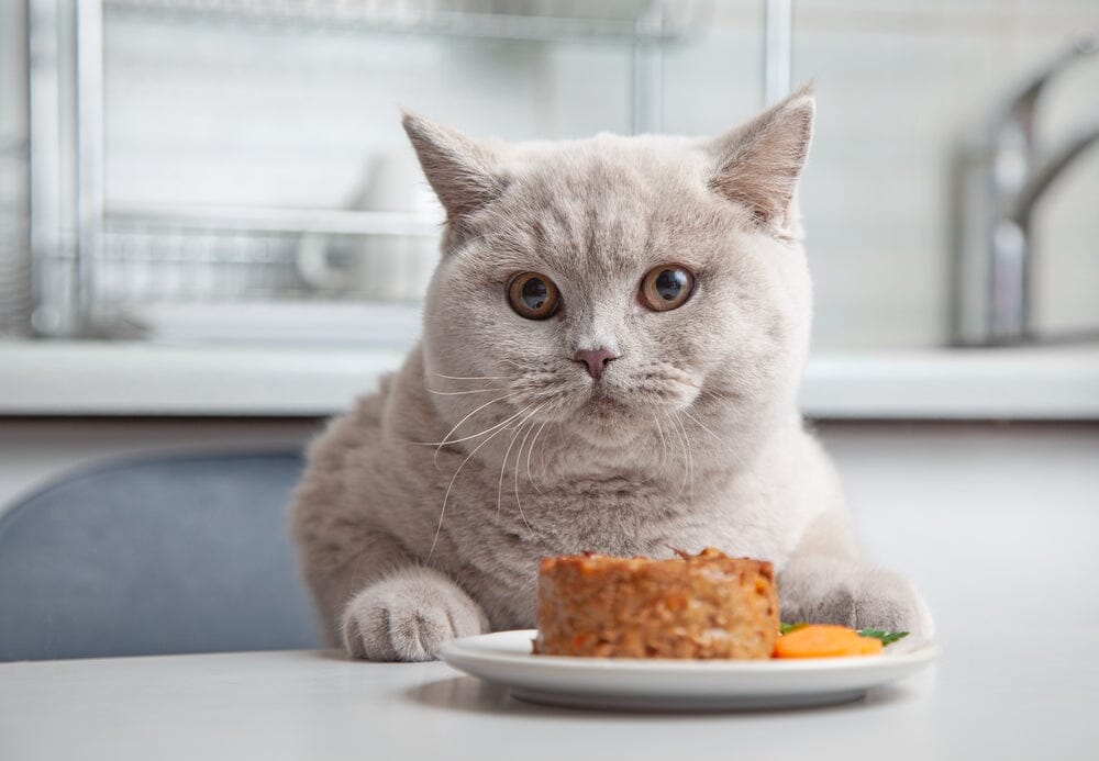 Striking The Right Balance For Feeding Your Cat