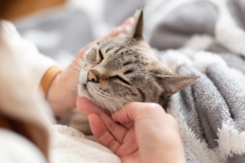 The Ultimate Guide to Switching Cat Litter