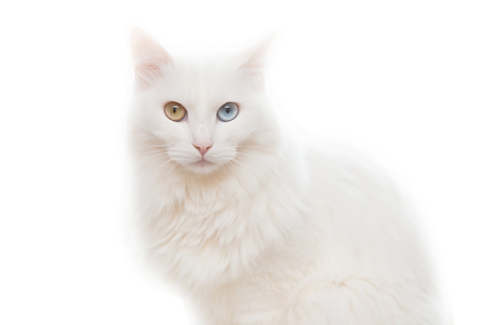 Fall in Love With The Beautiful Turkish Angora Cat