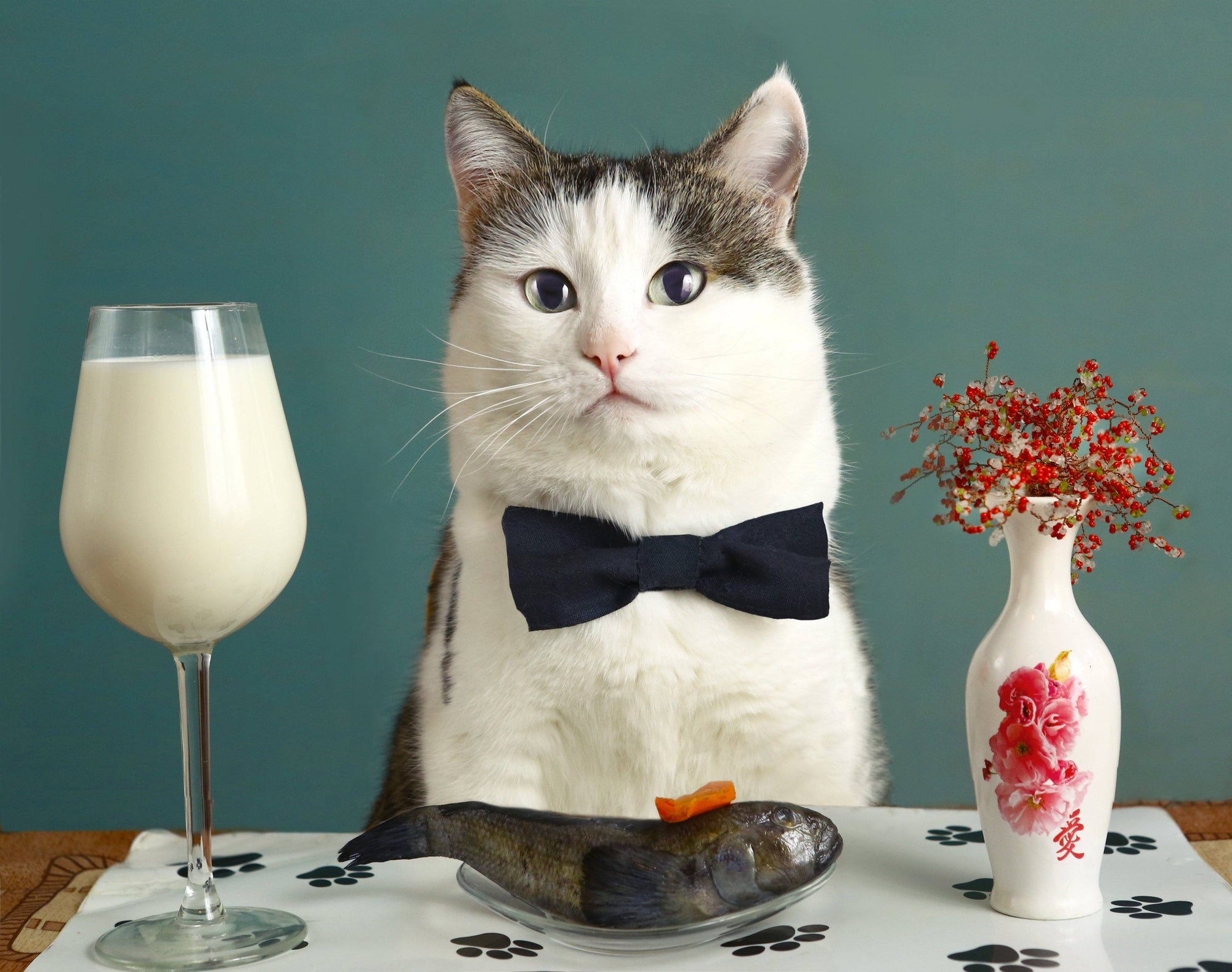 Thinking About a Homemade Cat Diet? What You Should Know