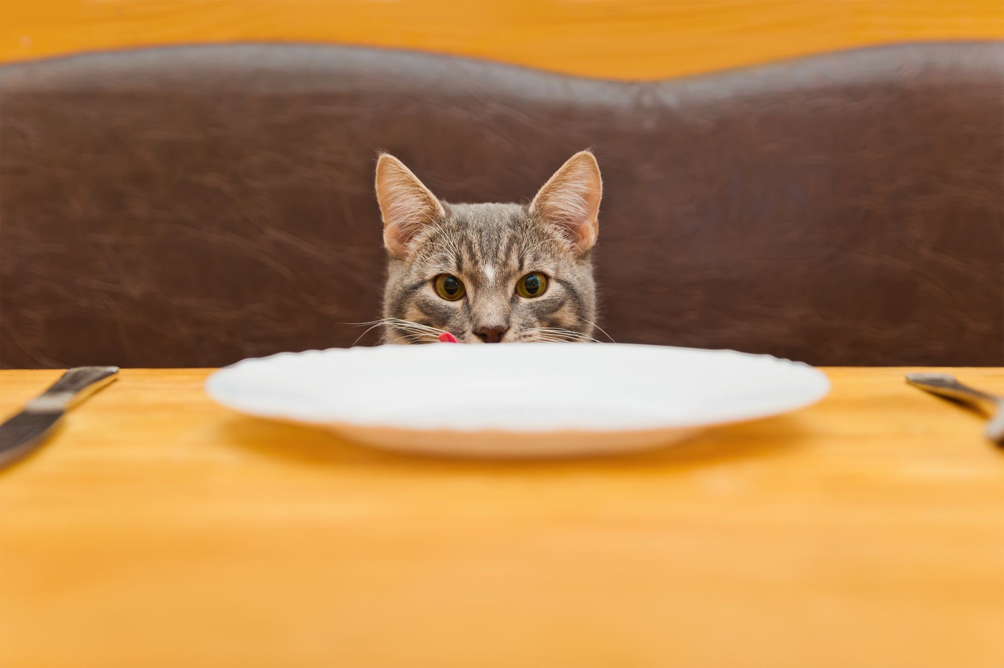 4 Things to Avoid Feeding Your Cat