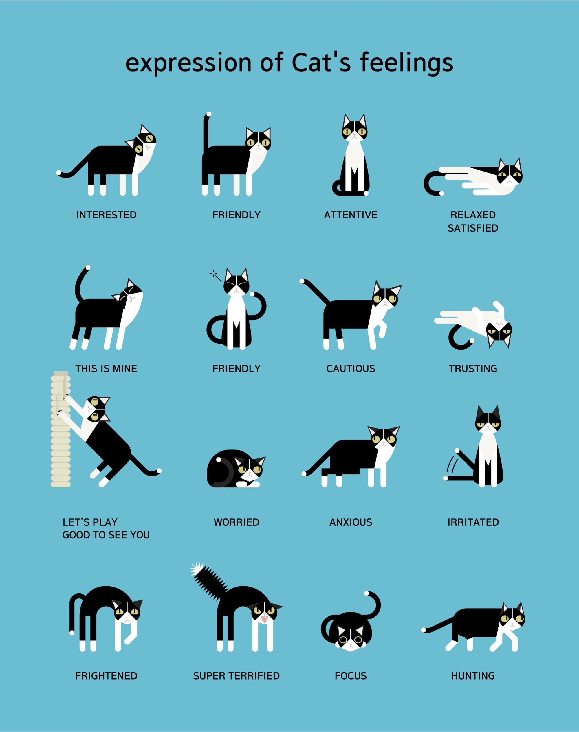 What Your Cat's Body Language Means
