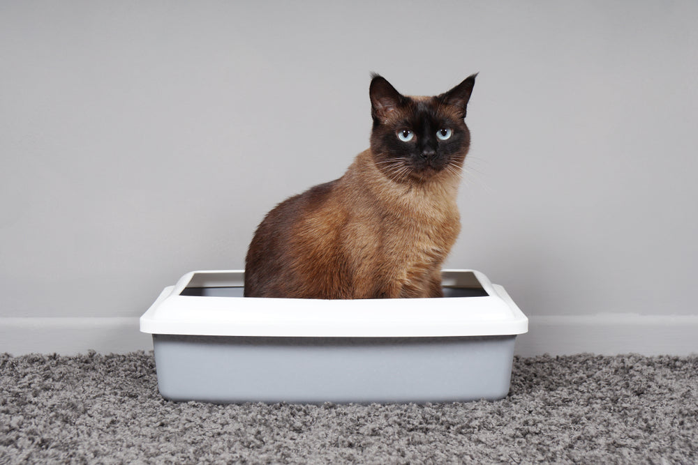 What Does Blood in Cat Urine Mean