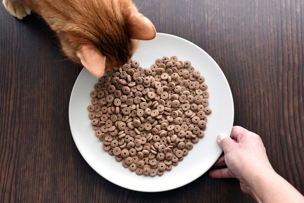 cat with cat food