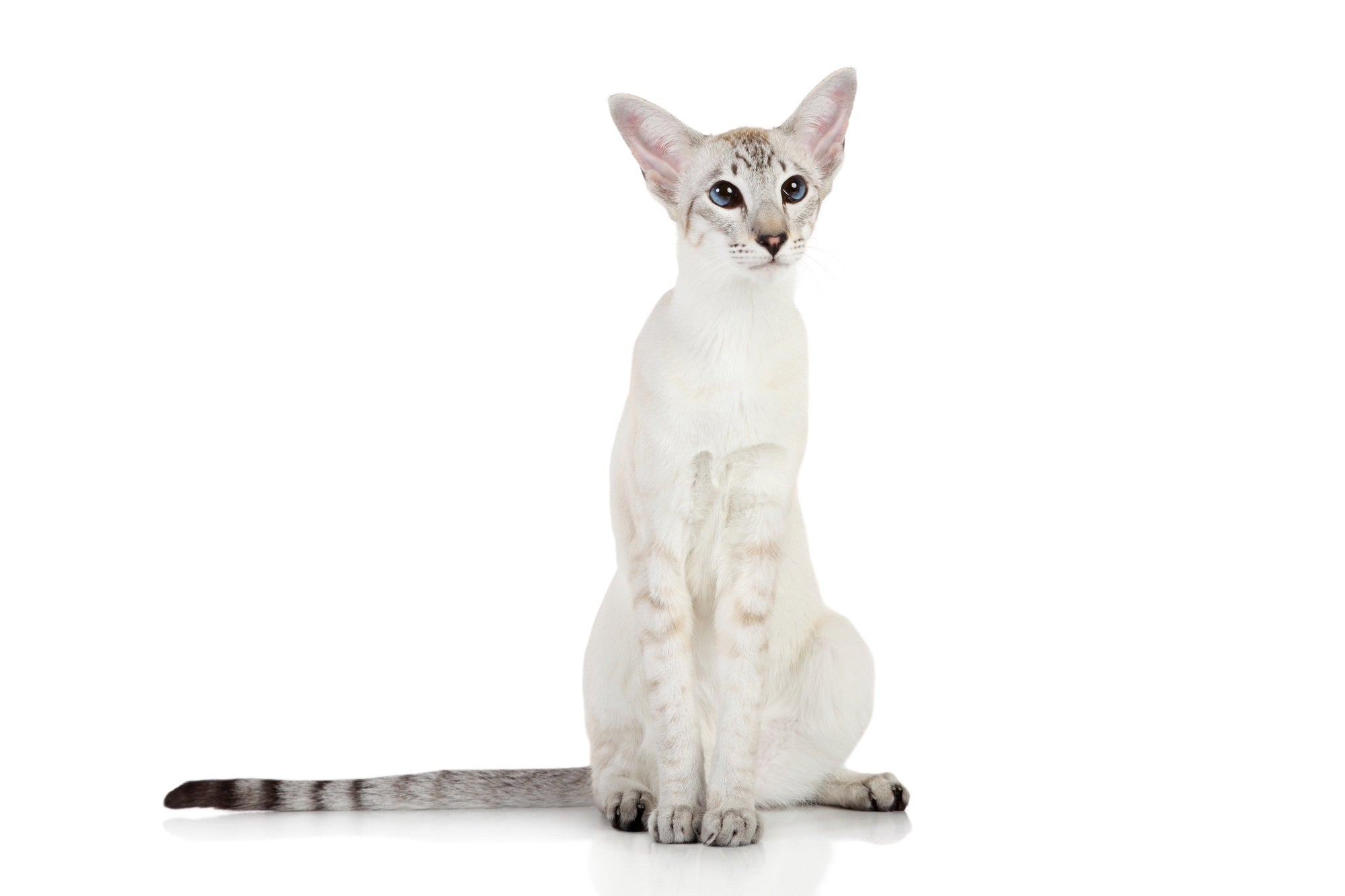 Oriental Shorthair Cat