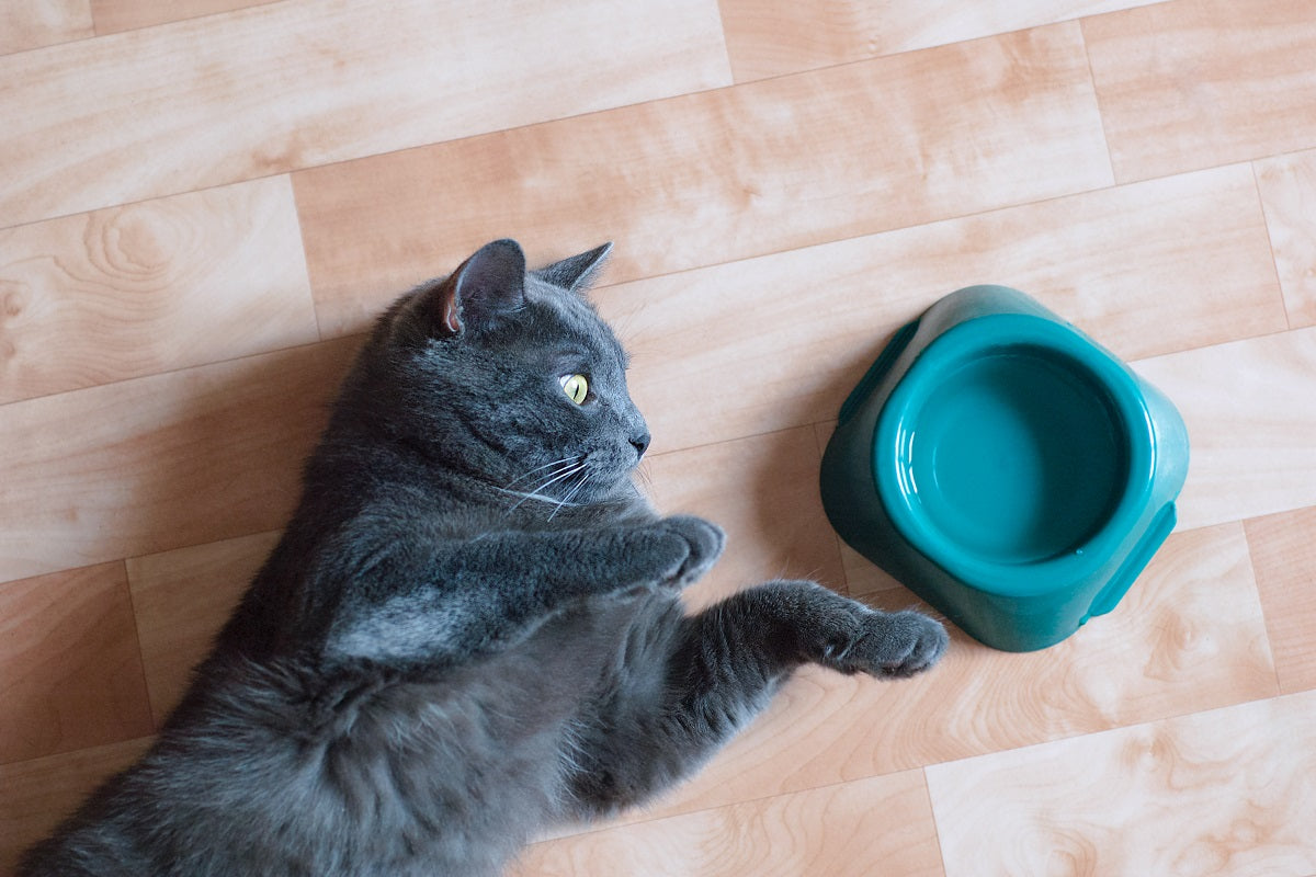 Why Your Cat is Not Drinking Water