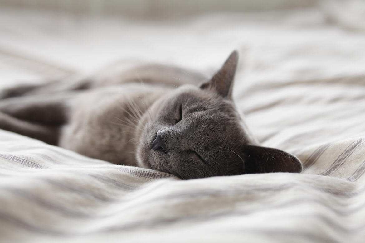 Russian Blue Cat Breed: Everything You Need to Know