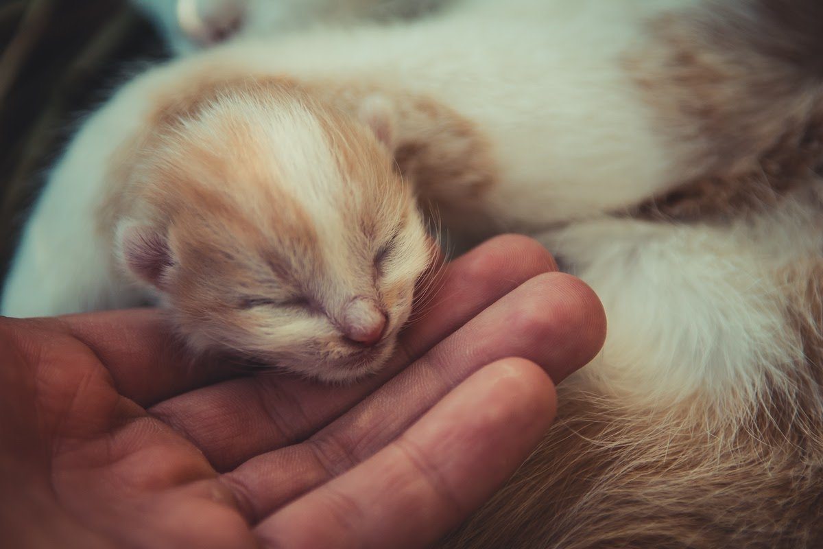 How to Raise a Cuddly Kitten: Advice From Our Experts