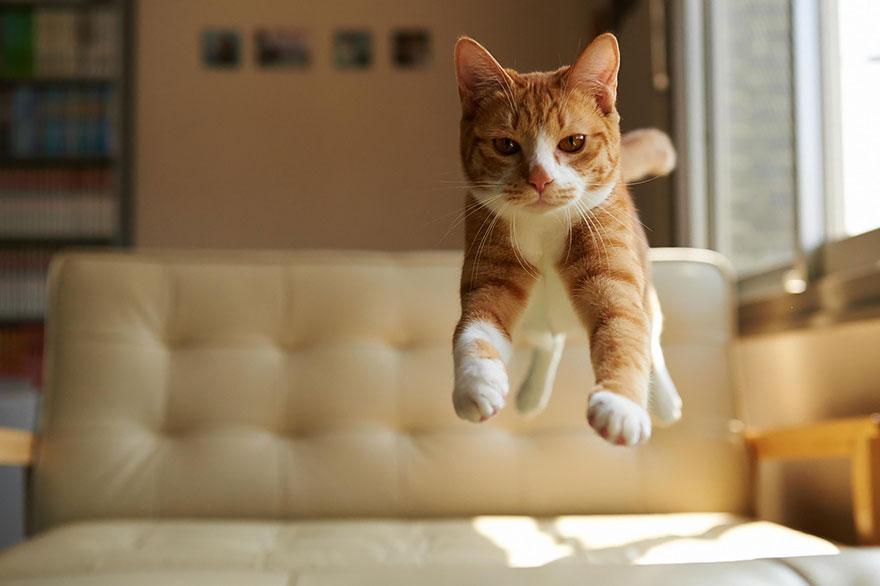 How Do Cats Always Land On Their Feet?