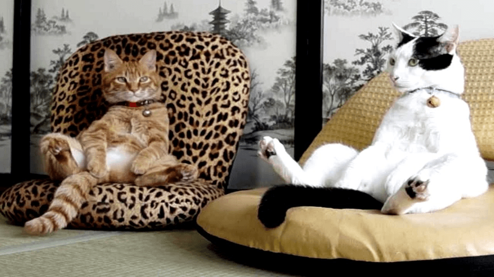 Cats Acting Like Dogs, Birds, Humans