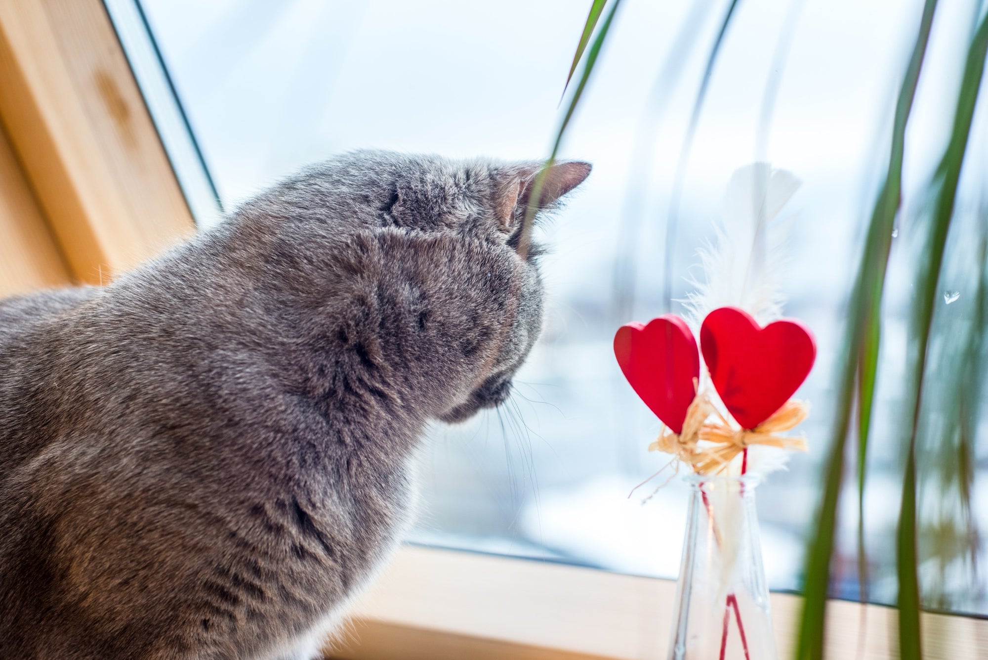 Show Your Cat Some Love This Valentine's Day