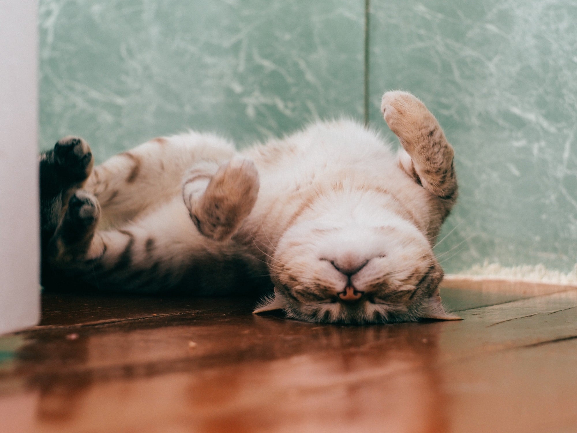 The Truth About Catnip: How Does it Work?