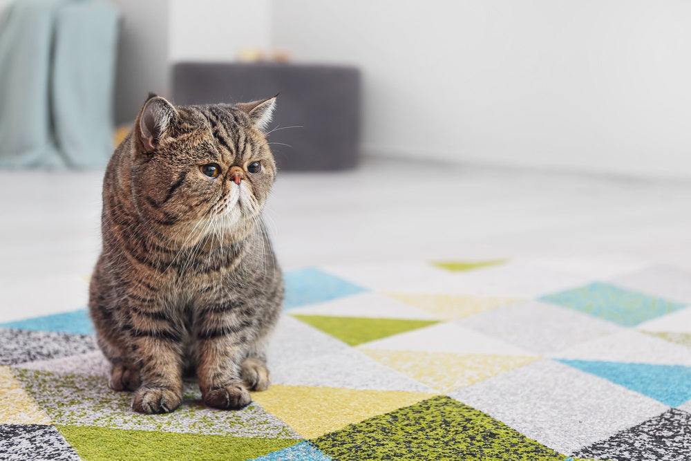 how-to-get-cat-pee-out-of-carpet