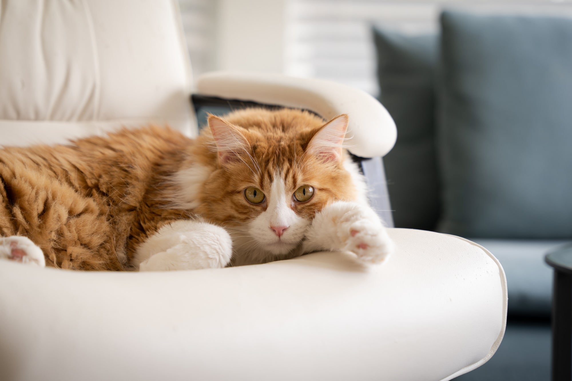 My Older Cat is Drinking But Not Eating: 6 Ways to Help
