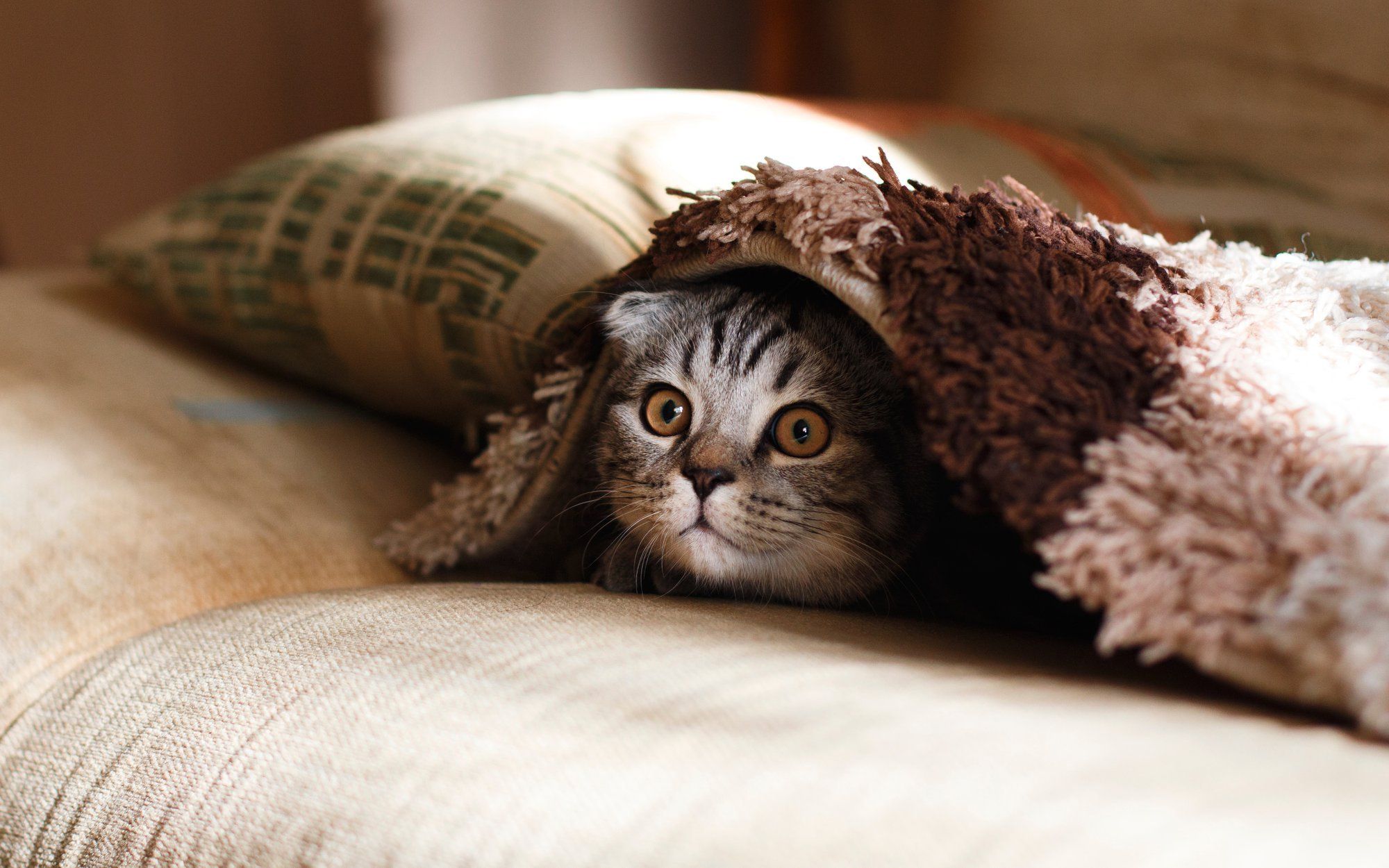 Preventing Cat Anxiety: Ways to Entertain Your Cat While You're Away