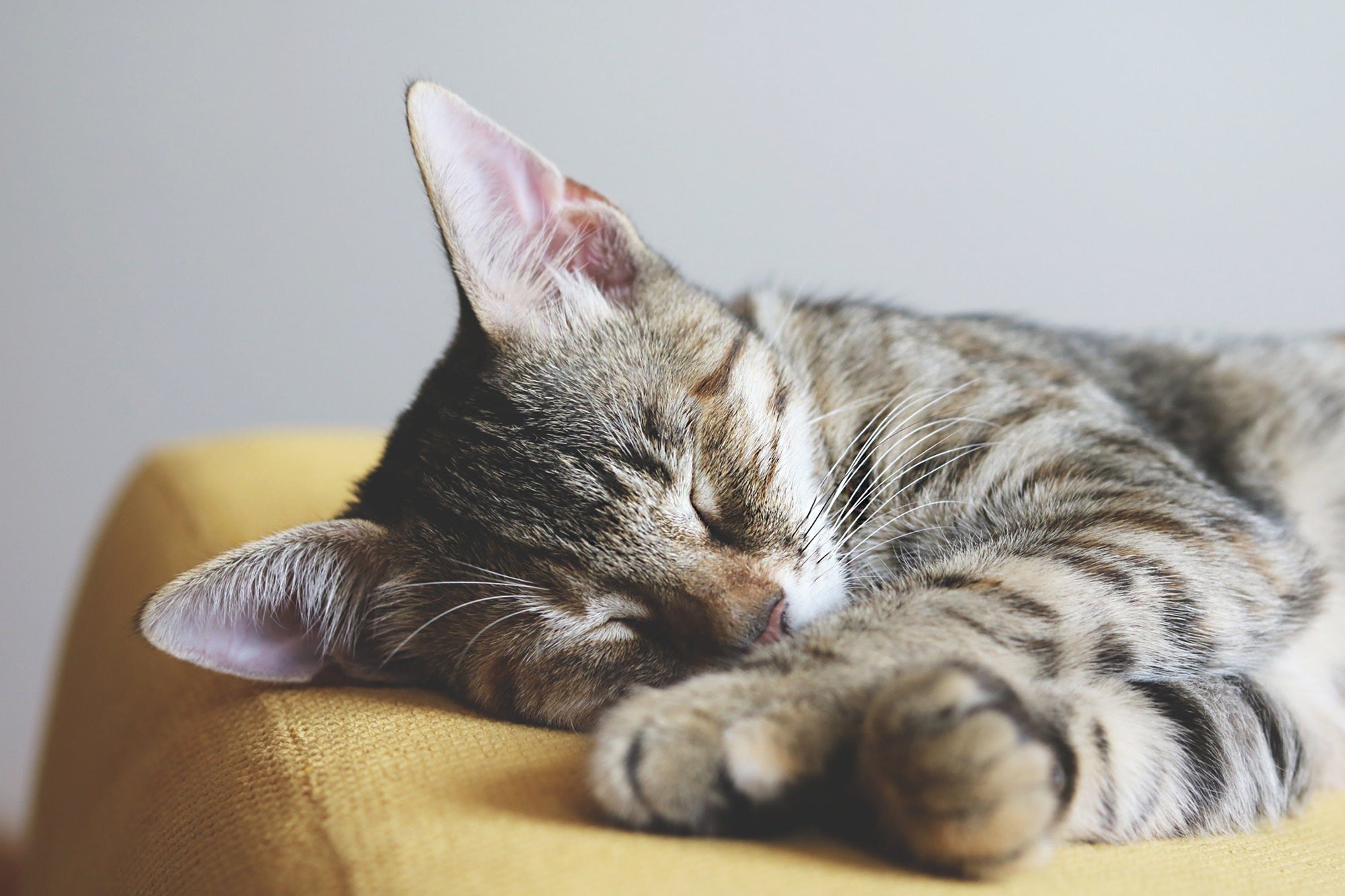 5 Home Remedies for Cat Vomiting
