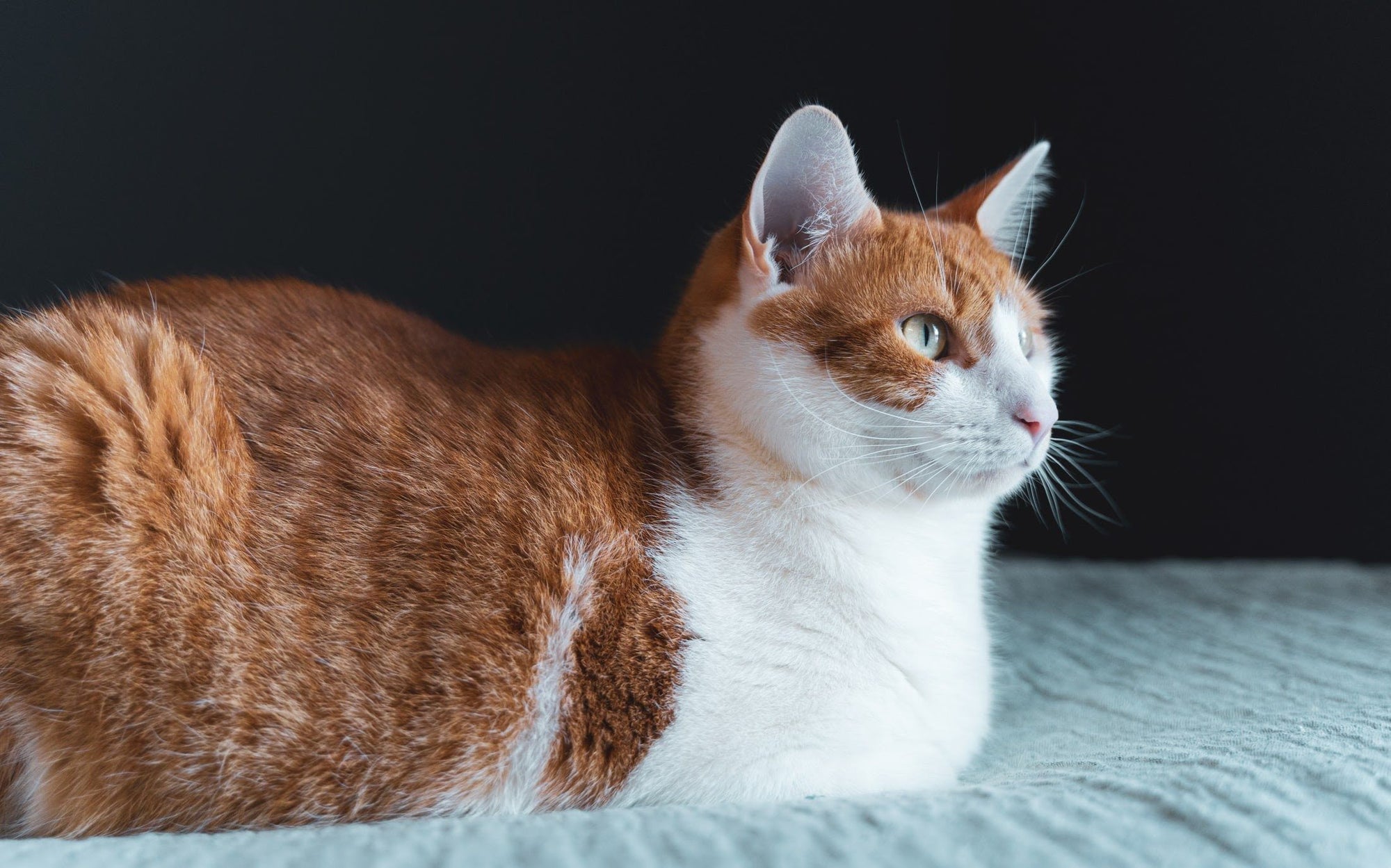 6 Home Remedies for a Cat UTI