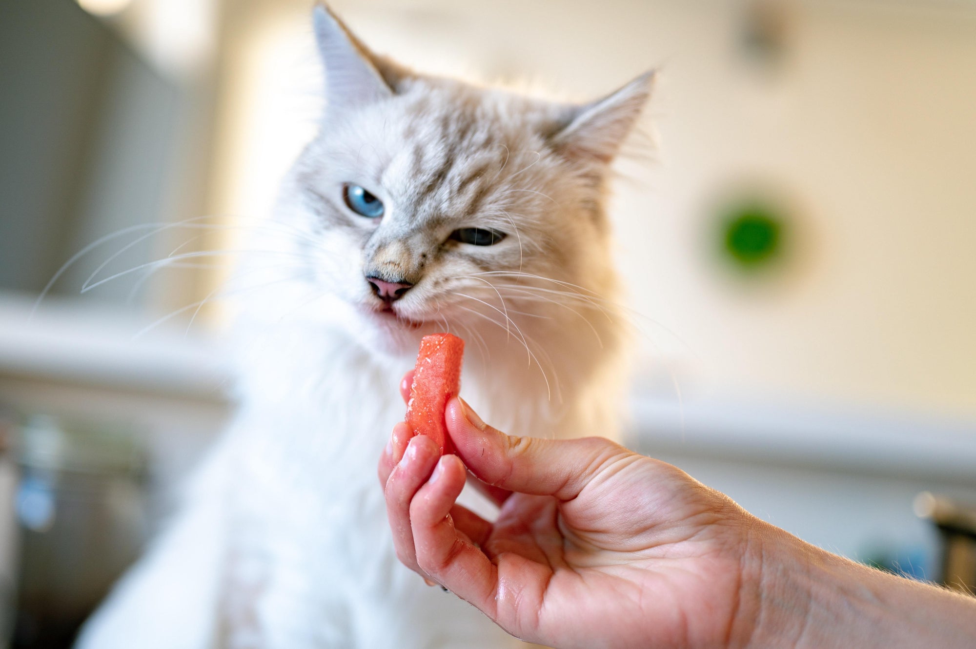 8 Human Foods That Are Poisonous For Cats