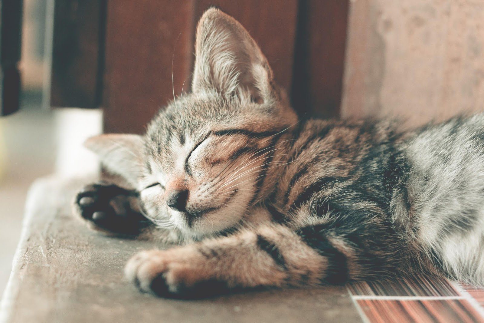 Pretty Litter - 5 Natural Remedies for Hairballs