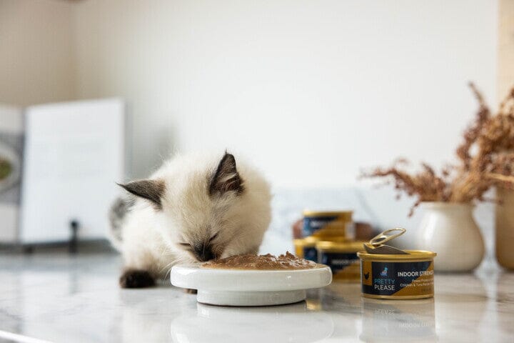 Can Cats Eat Chicken? 