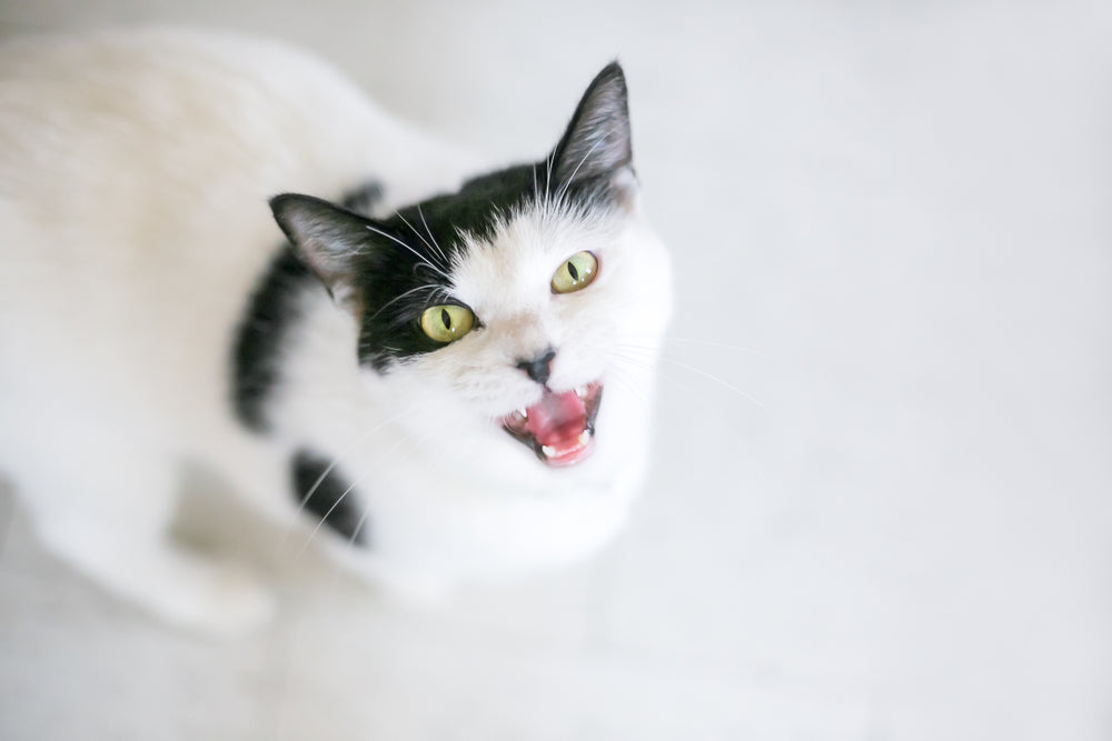 Why Is My Cat Coughing? 7 Possible Causes