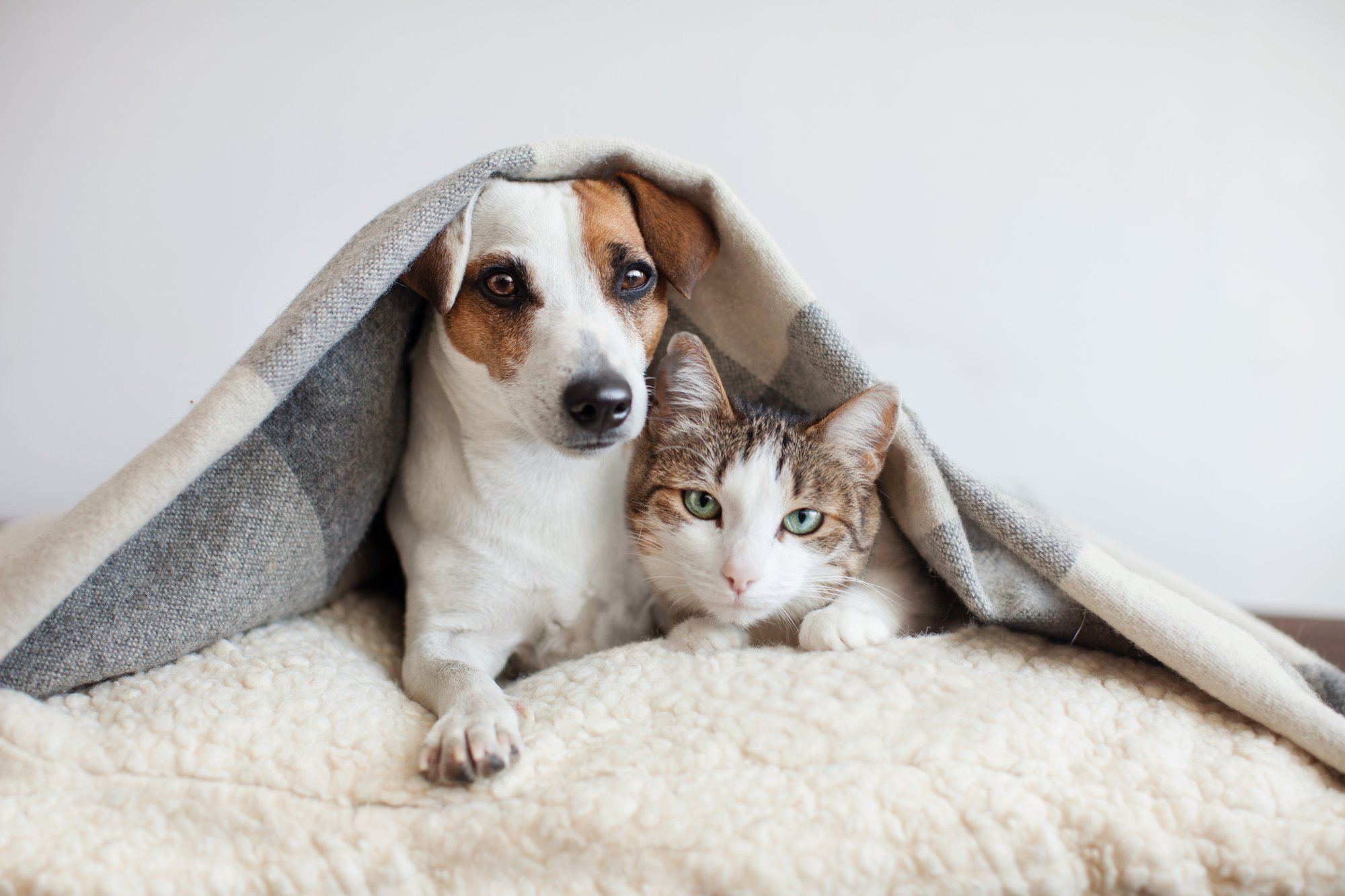 Keeping it Fur-iendly: Cats & Dogs Living Together