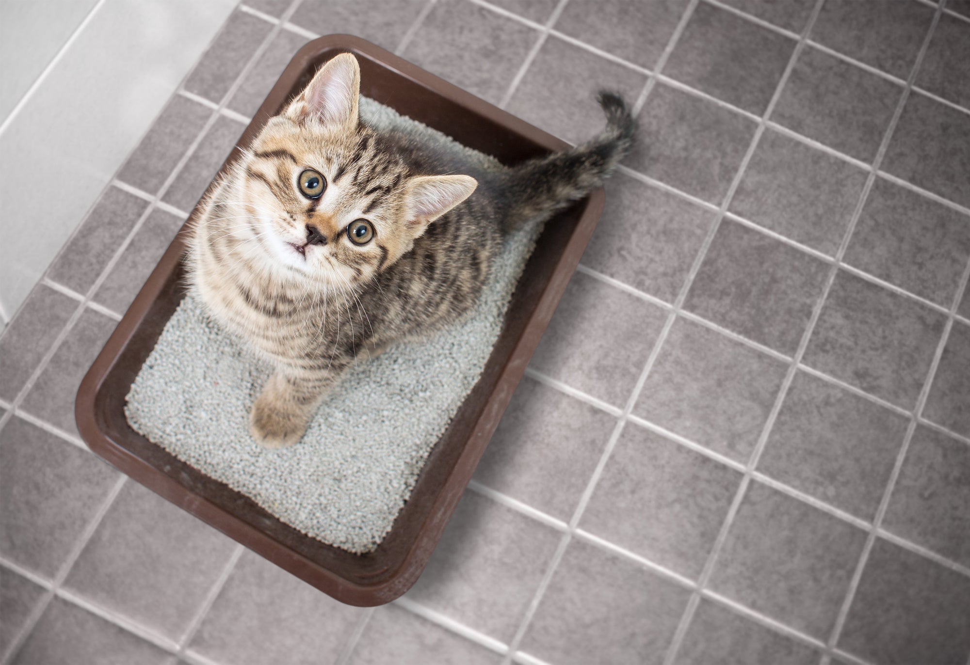 How Much Litter Should You Scoop into your Cat’s Litter Box?