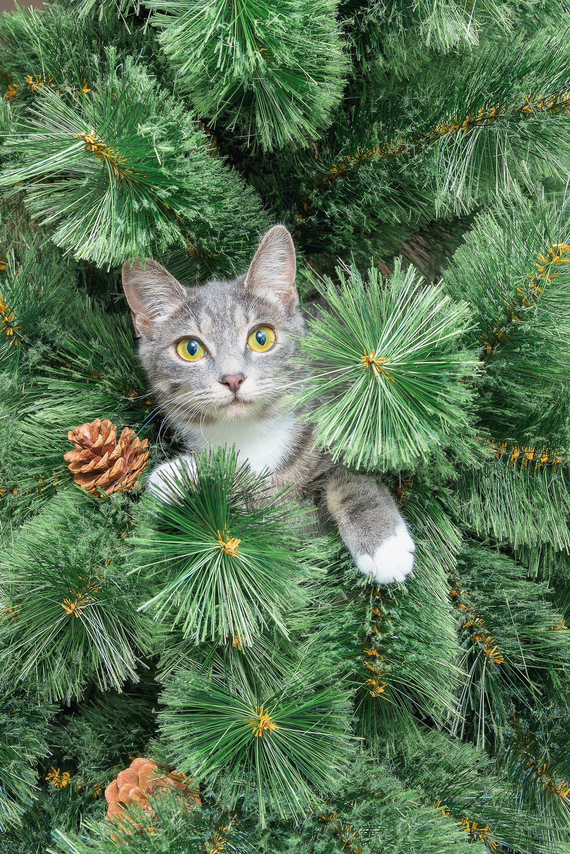 How to Keep Kitty Safe Around Your Christmas Home Decor