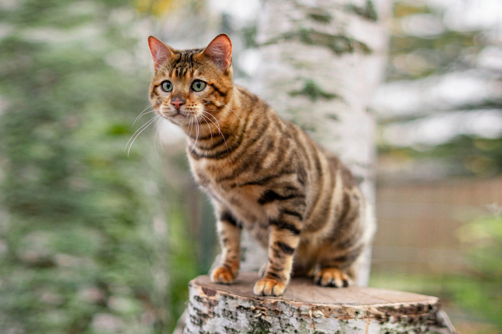 Toyger Cats