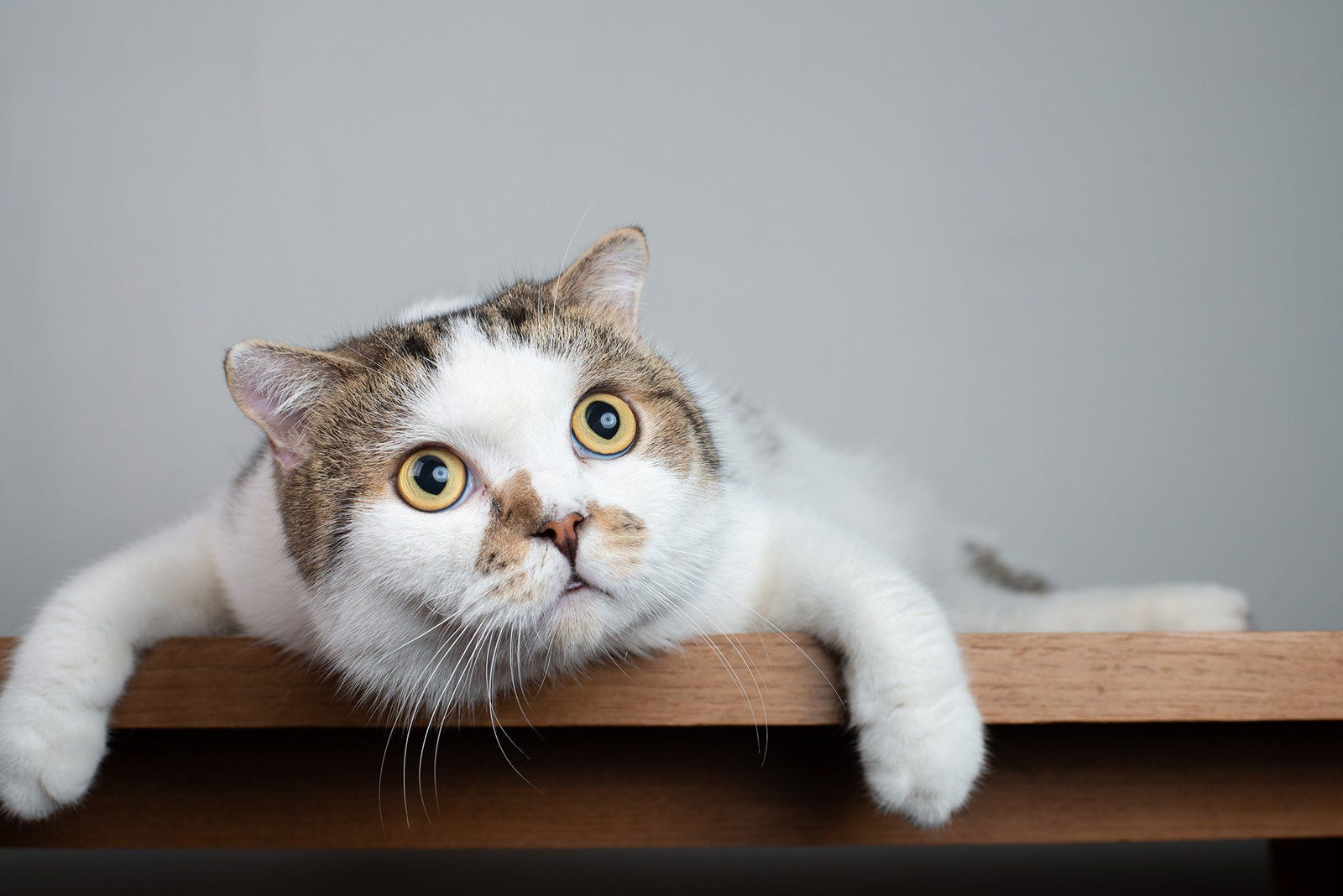 Can Cats Have Bipolar Disorder