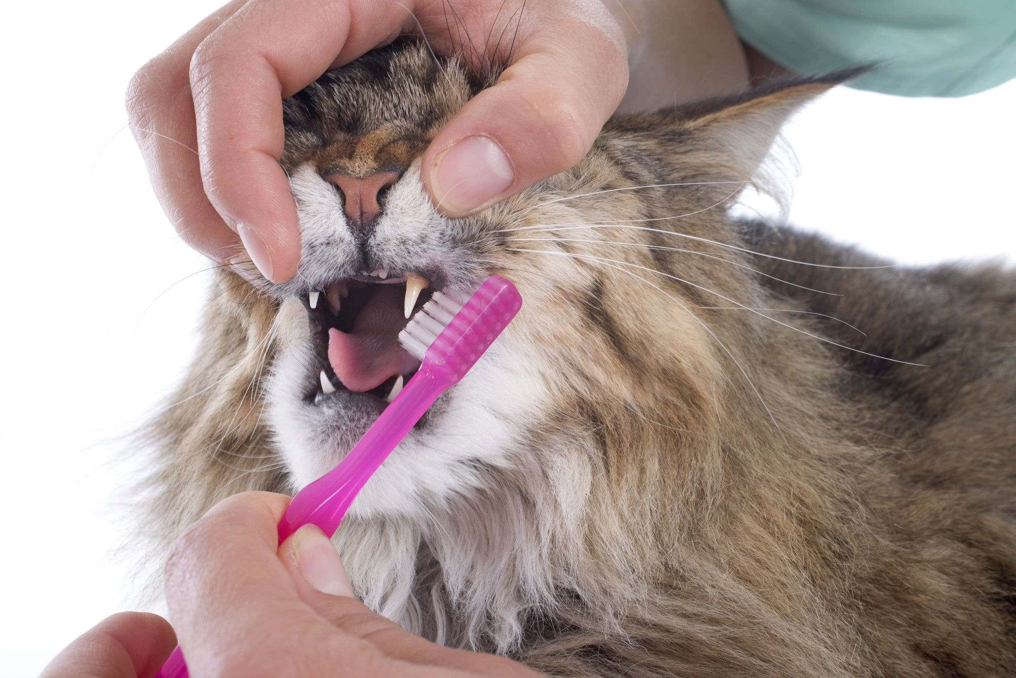What Might Be Causing Your Cat's Bad Breath?
