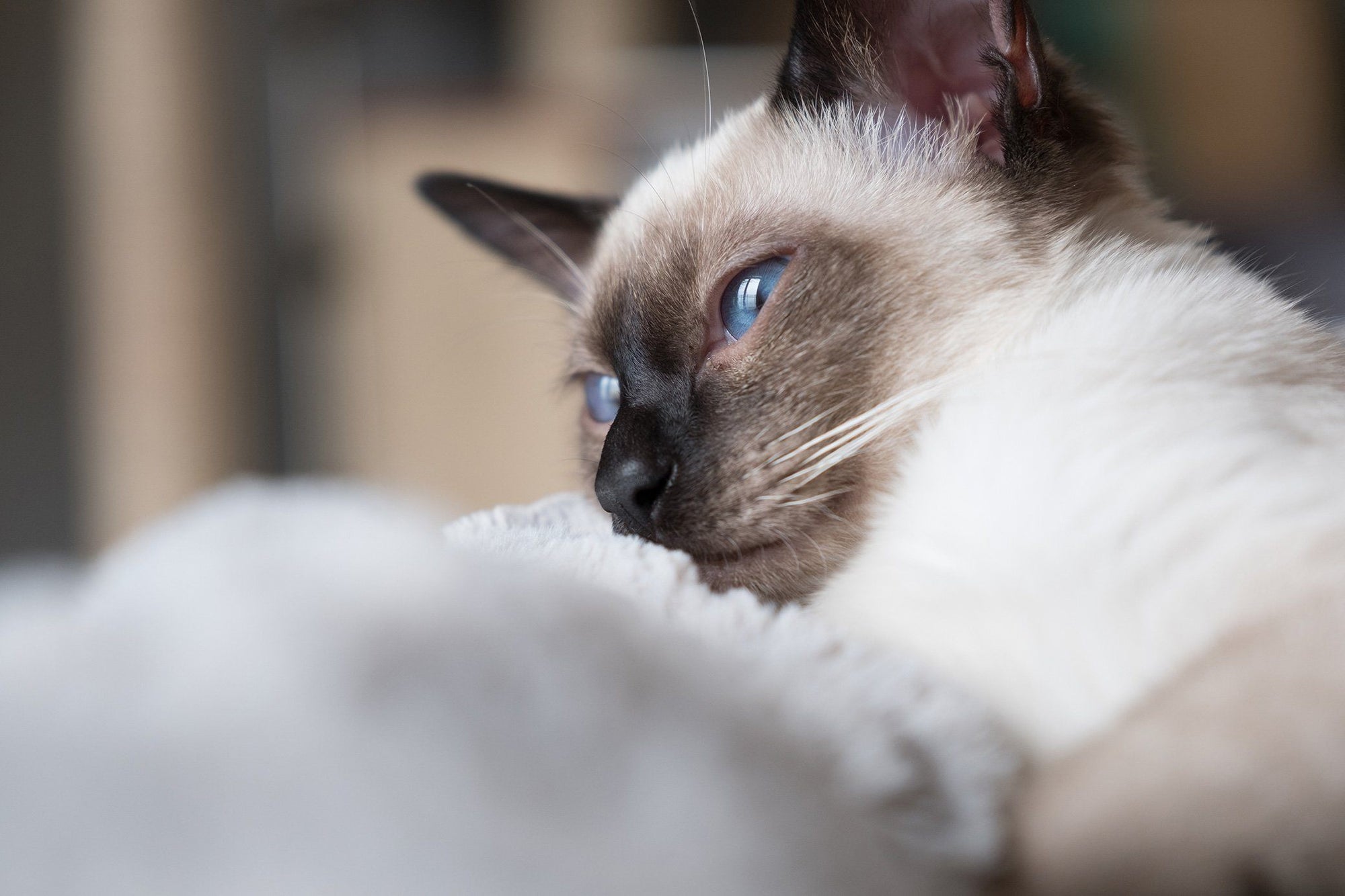 Cat Dementia: A Very Real & Scary Health Condition Pet Parents Should Watch For