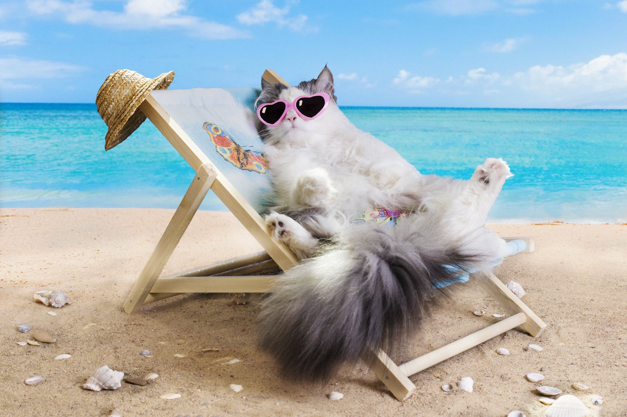 Help Your Cat Beat the Summer Heat