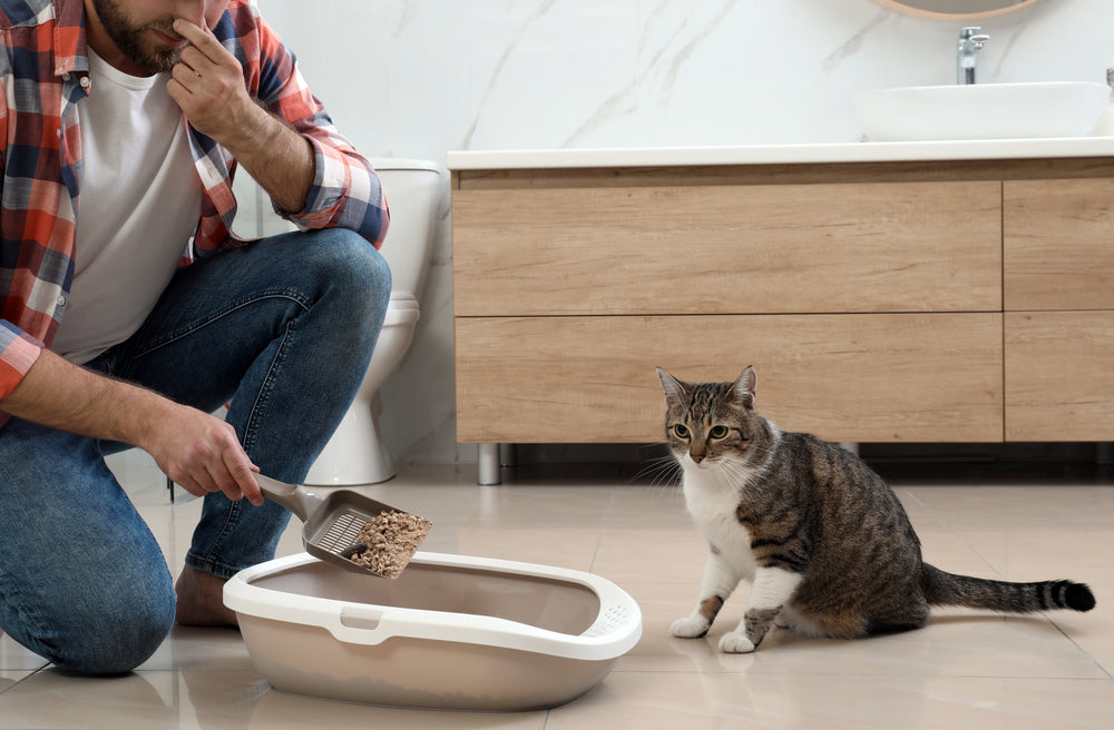 Why Does My Cat’s Poop Smell So Bad? 7 Causes and Solutions