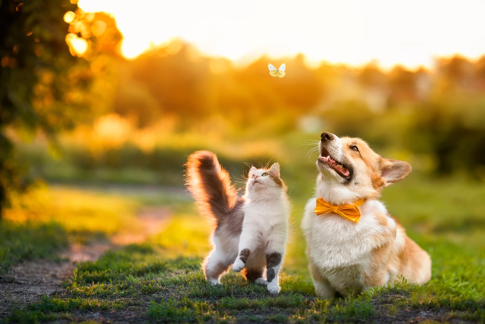 cat with dog