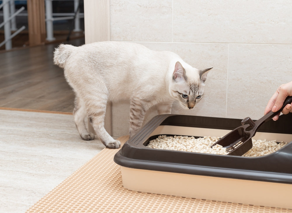 How To Dispose of Cat Litter: 3 Ways