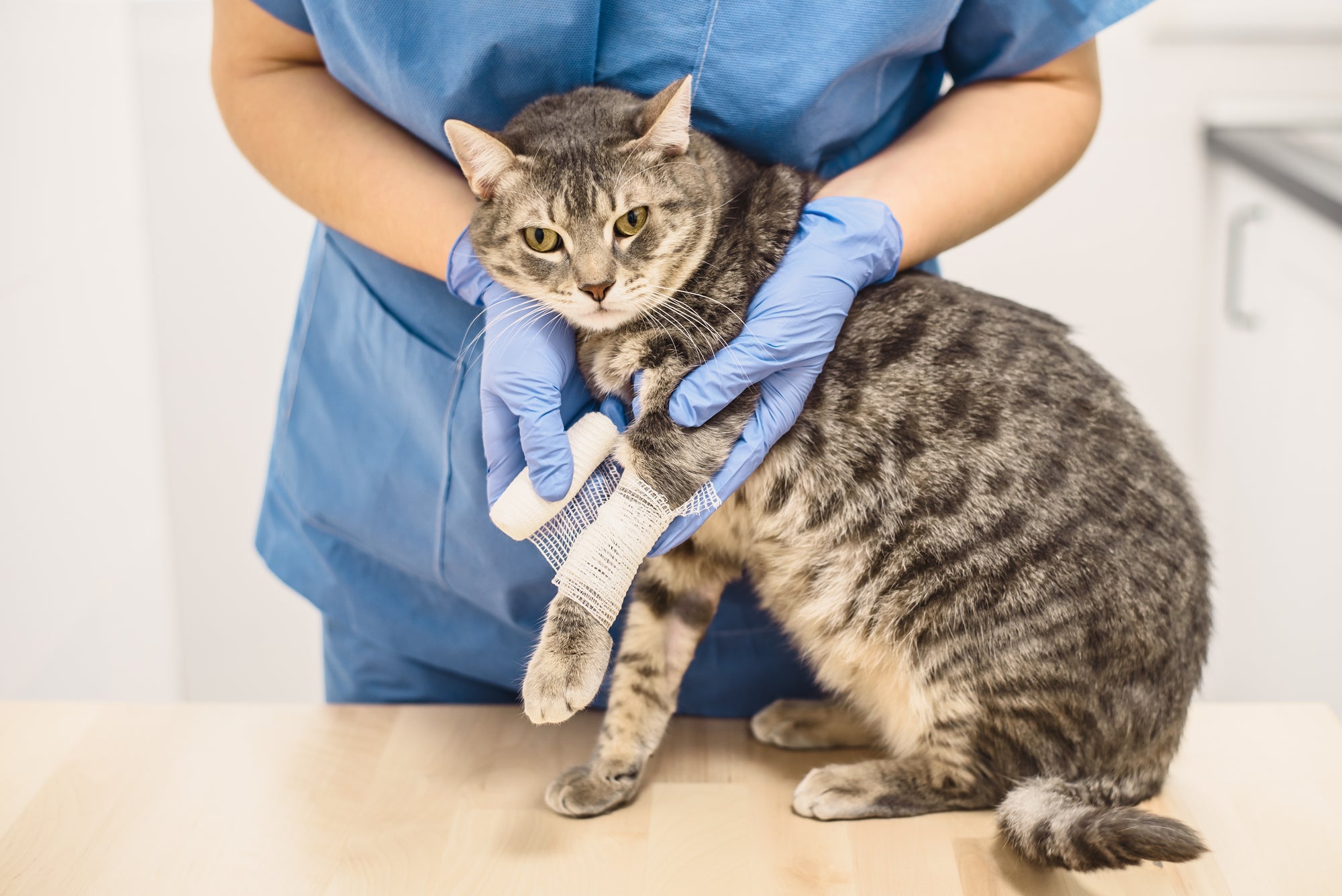 Your Cat Broke Its Leg: Now What?