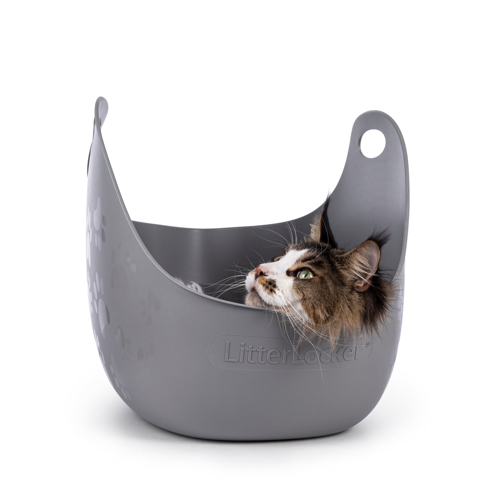 Cat Laying in the Litter Box