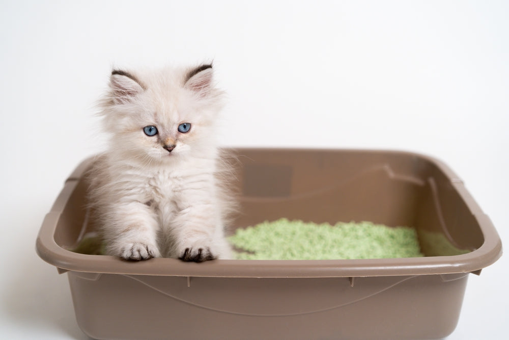 How To Make A Cat Poop When Constipated: 7 ideas