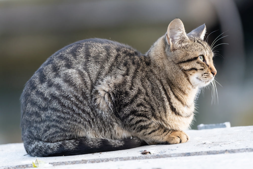 California Spangled Cats