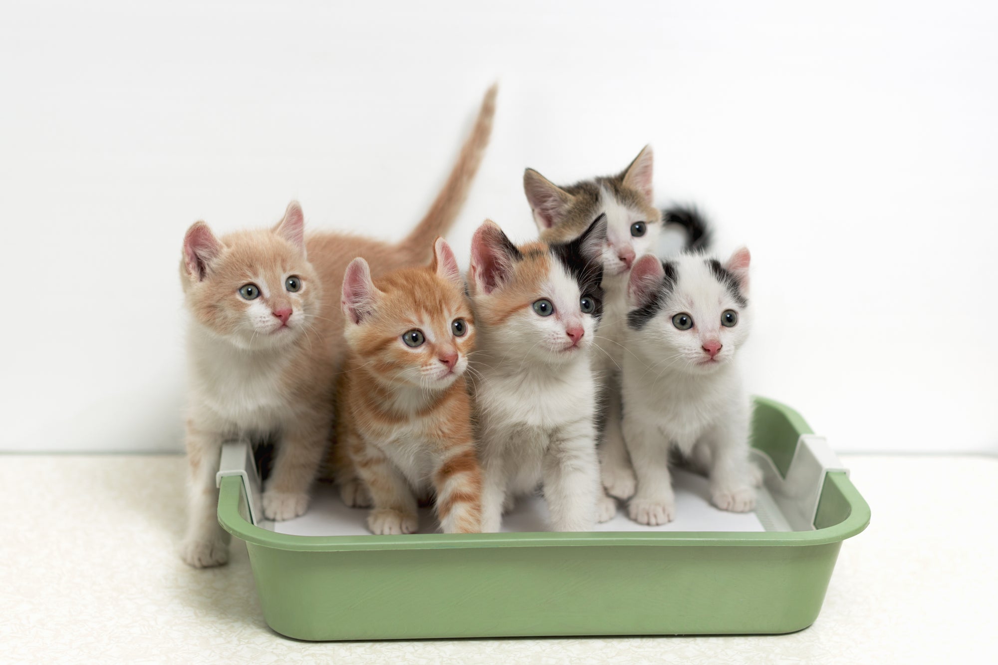 Can Cats Share A Litter Box?